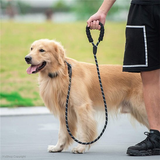 Laisse pour chien |Ergolaisse - Chien en vadrouille
