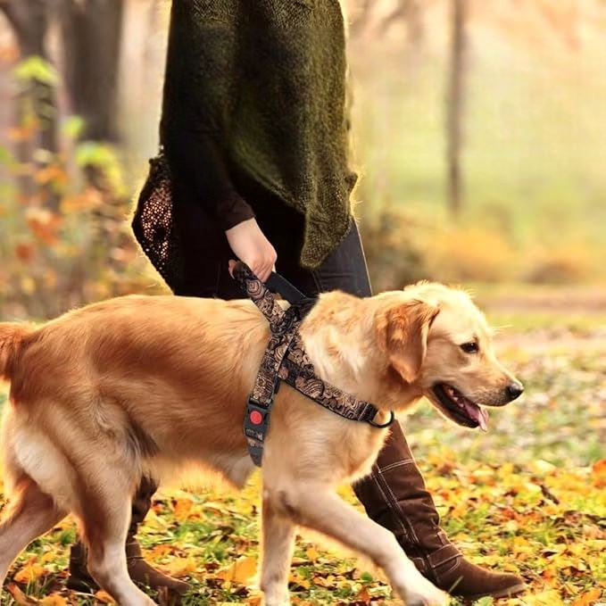 Harnais pour Chien - DogSafeHarness™ - Noir Doré - Chien en vadrouille