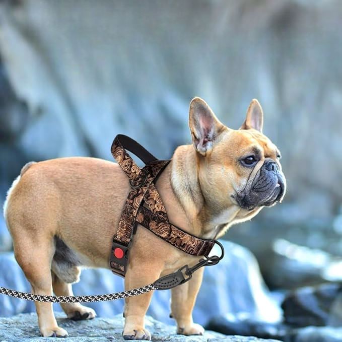 Harnais pour Chien - DogSafeHarness™ - Noir Doré - Chien en vadrouille
