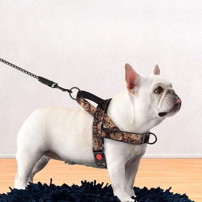 Harnais pour Chien - DogSafeHarness™ - Noir Doré - Chien en vadrouille