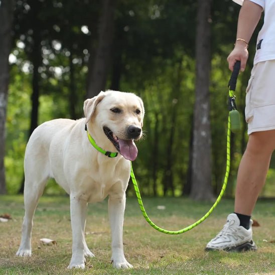 Laisse pour chien |Ergolaisse - Chien en vadrouille