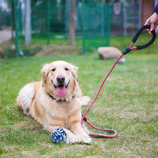 Laisse pour chien |Ergolaisse - Chien en vadrouille