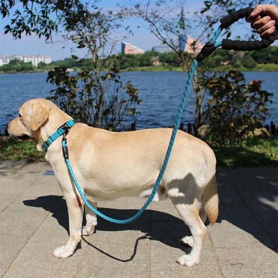 Laisse pour chien |Ergolaisse - Chien en vadrouille