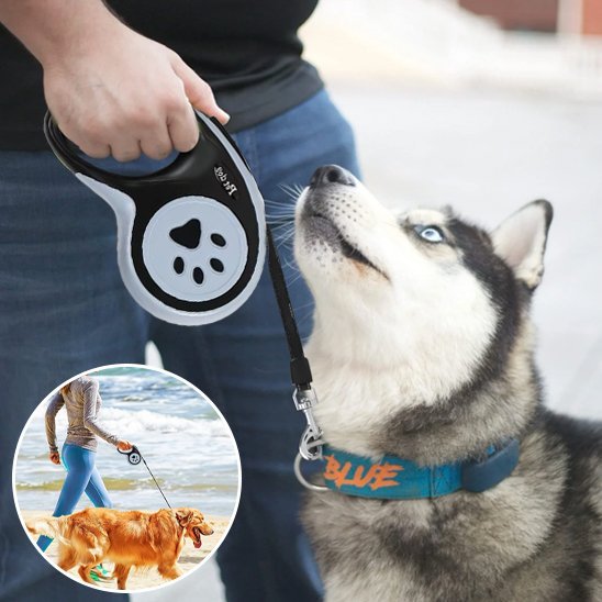 Laisse pour chien | Rétractable - Chien en vadrouille