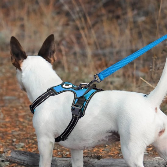 Laisse pour chien | RobuControl - Chien en vadrouille