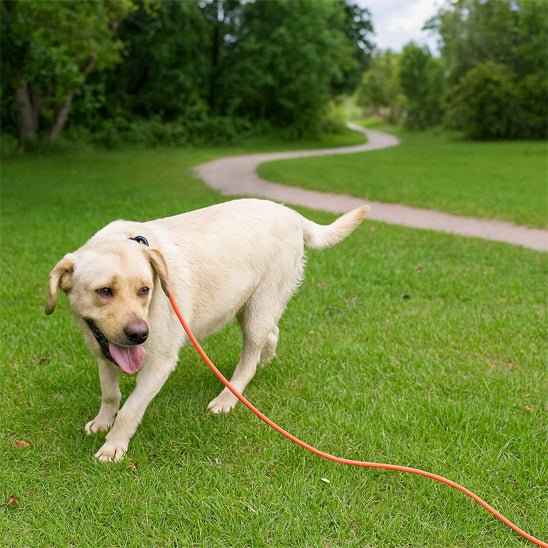 Longe pour chien | Extensible 10m - Chien en vadrouille