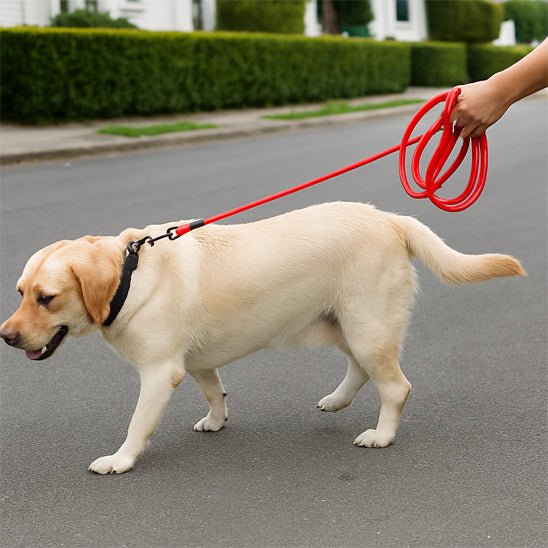 Longe pour chien | Extensible 10m - Chien en vadrouille
