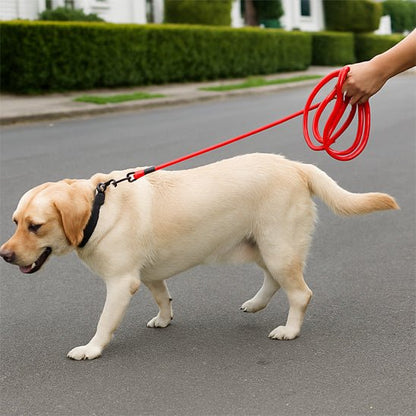 Longe pour chien | Extensible 10m - Chien en vadrouille