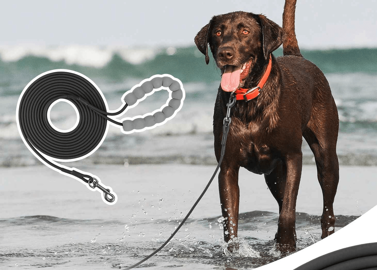 Longe pour chien | Extensible 10m - Chien en vadrouille