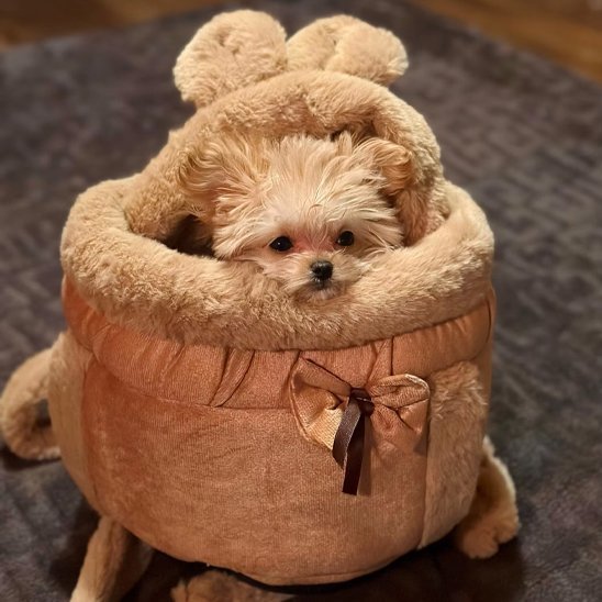 Sac de transport chien | Élégance Nomade - Chien en vadrouille